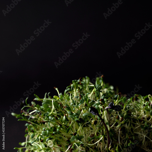 micro greens  the green sprouts on the black background