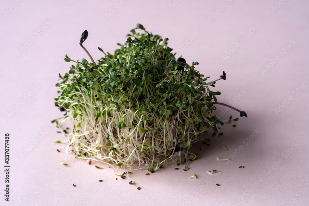 micro greens closeup on the pink background