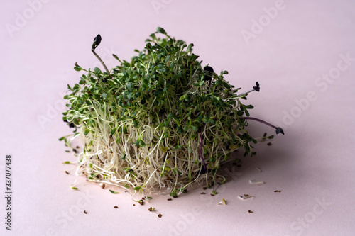 Obraz na płótnie micro greens closeup on the pink background w salonie