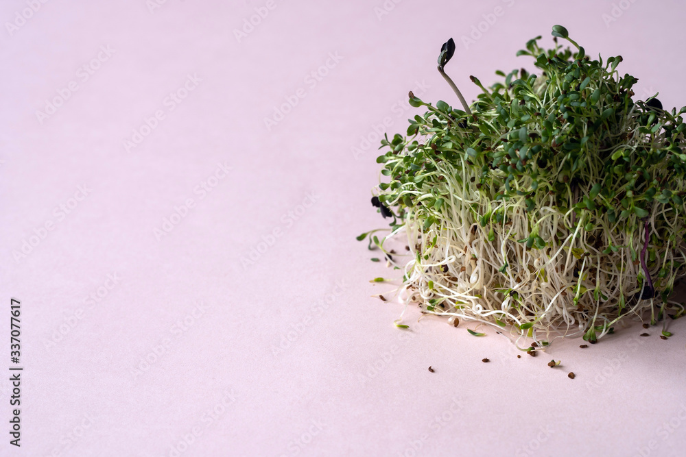 micro greens closeup on the pink background