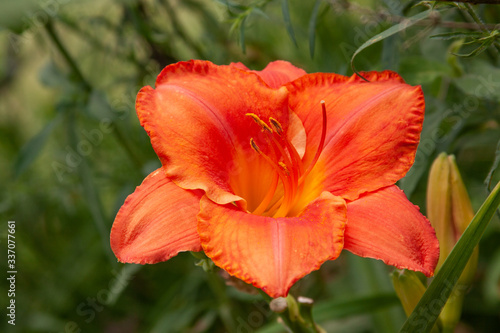 orange ruffle daylily © fgsmiles