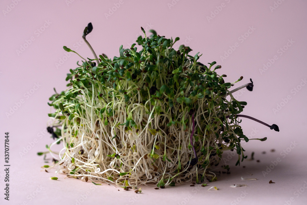 micro greens closeup on the pink background