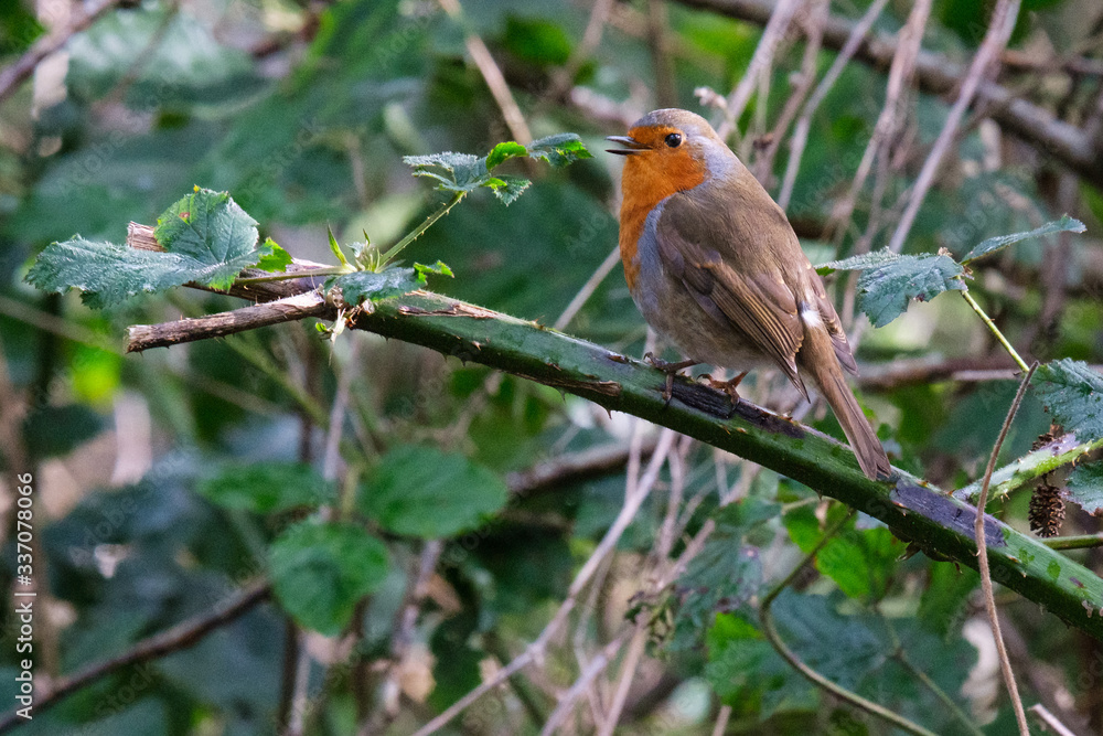 Fototapeta premium European Robin (Erithacus rubecula), Lagan River, Belfast, Northern Ireland, UK
