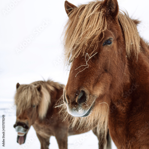Red Icelandic horses tired of winter