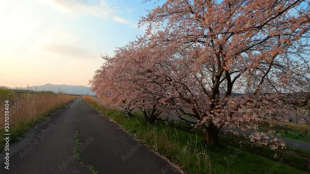 満開の桜並木 満開の桜並木