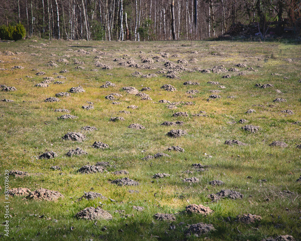 Mole hill in a garden. Lawn destroy, grass damaged by a mole