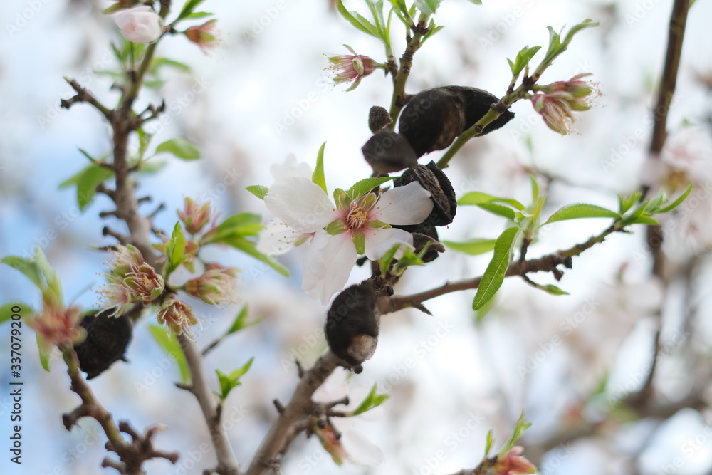 Blooming Almond Trees and flovers field Blooming Almond Trees and flovers field