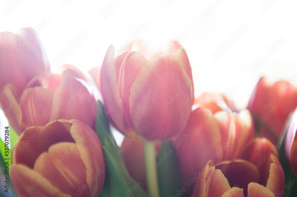 Bunch of Tulips Bunch of Tulips