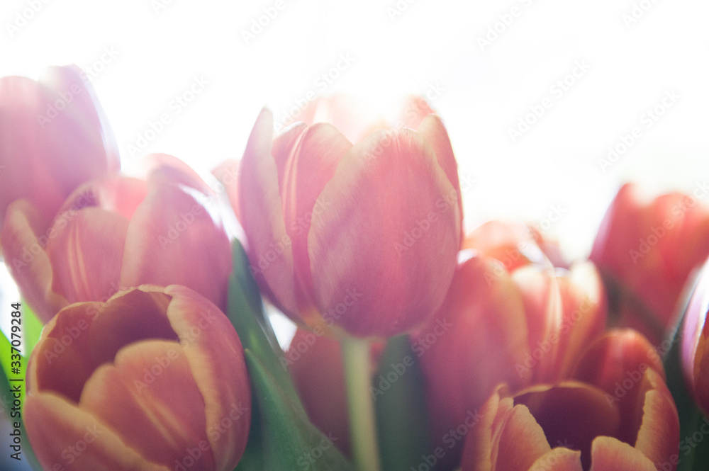 Bunch of Tulips