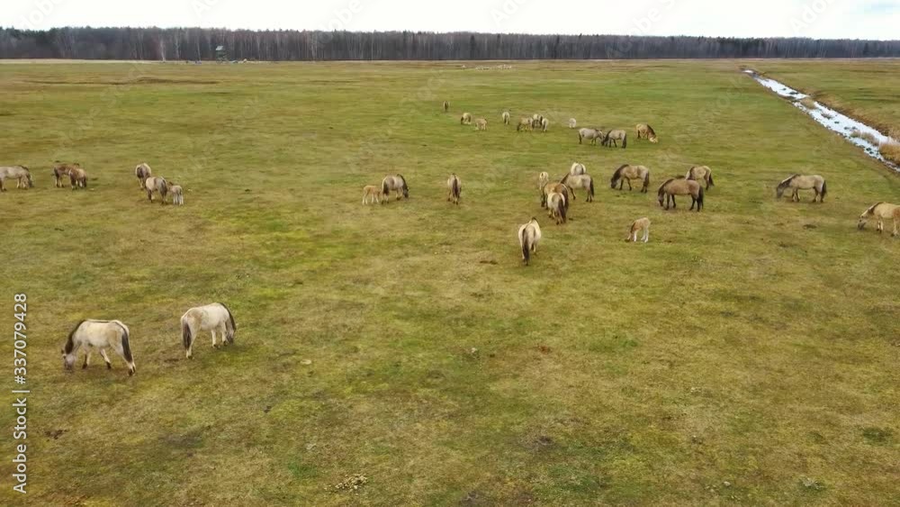 Aerial View Above Wild Cows With Young Calfs and Heck Cattle Konik Horses and Foals Grazing and Eating Grass in the Dunduru Meadows and River In Background Nature Park Latvia Wide Shot
Aerial View Above Wild Cows With Young Calfs and Heck Cattle Konik Horses and Foals Grazing and Eating Grass in the Dunduru Meadows and River In Background Nature Park Latvia Wide Shot