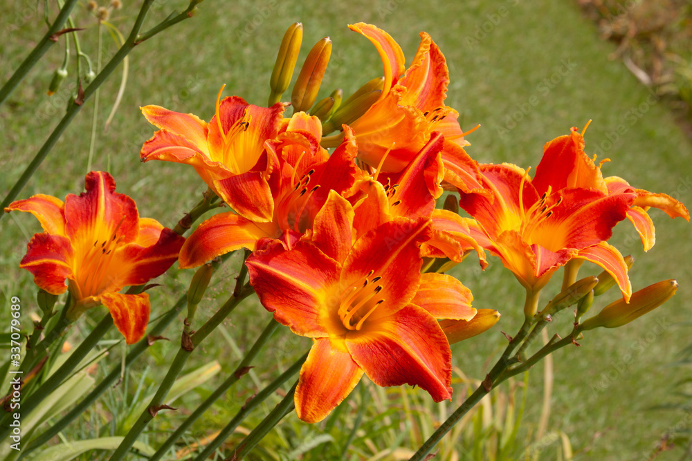 group of orange daylilies group of orange daylilies