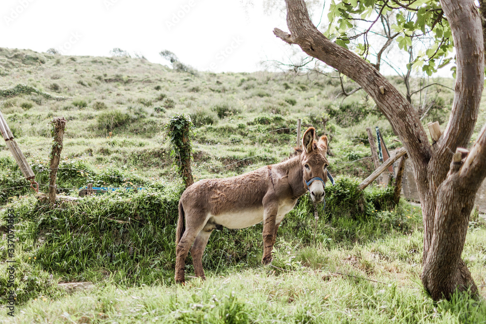 Donkey on Spanish Hillside Donkey on Spanish Hillside