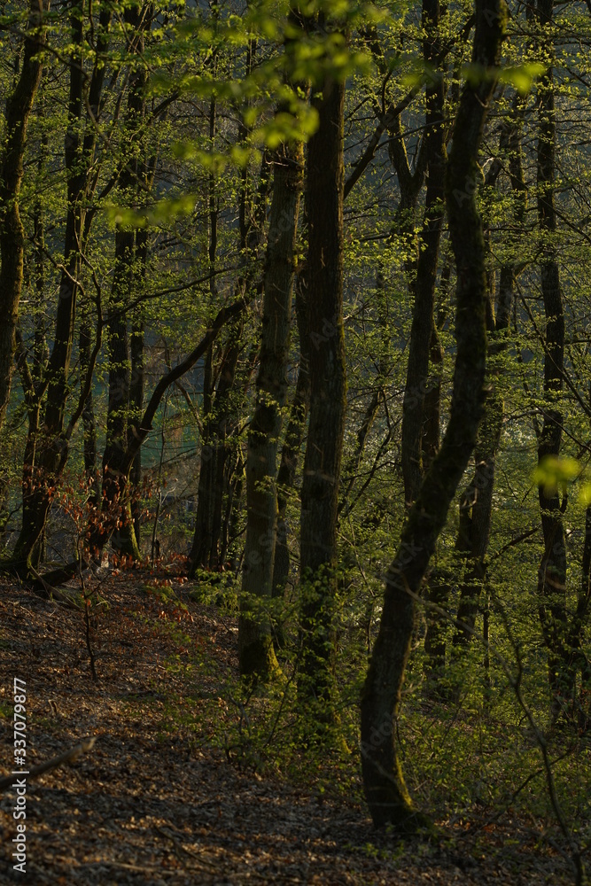 Obraz premium Spring forest backlight seasons specific