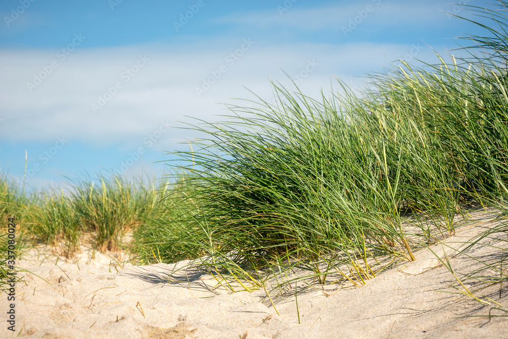 European beach grass in sand dune on Sylt island European beach grass in sand dune on Sylt island