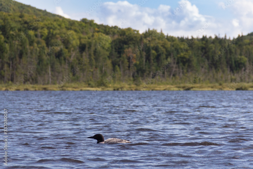 Fototapeta premium Loon on Long Pond 2