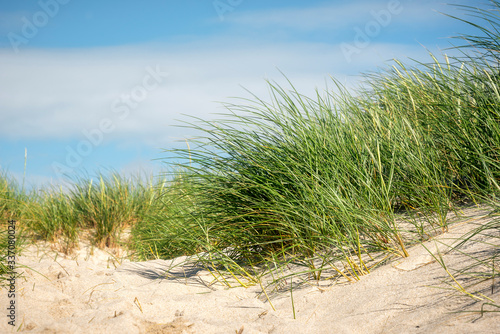 European beach grass in sand dune on Sylt island