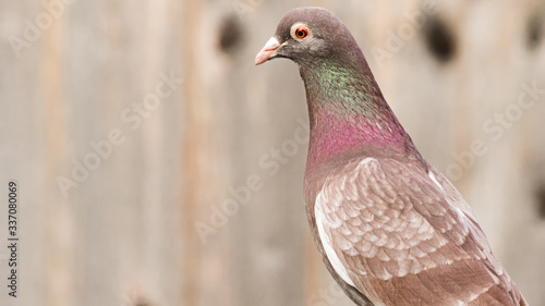 Portrait of Pigeon