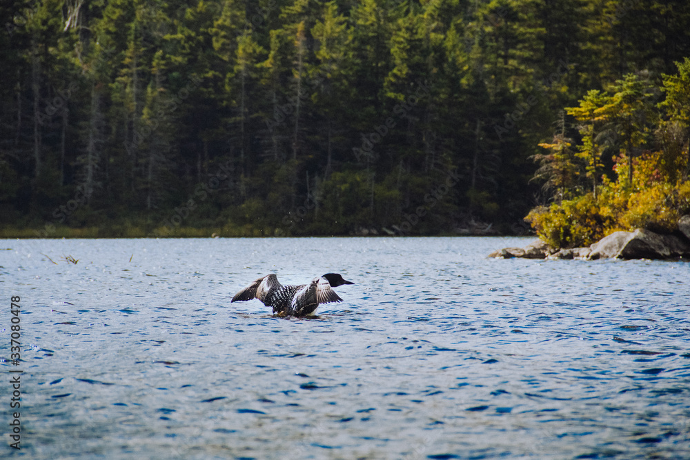 Obraz premium Loon on Long Pond 7
