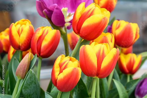 Close up of many delicate vivid red and yellow tulips in full bloom in a sunny spring garden  beautiful outdoor floral background 