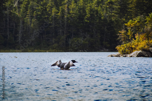 Loon on Long Pond 7