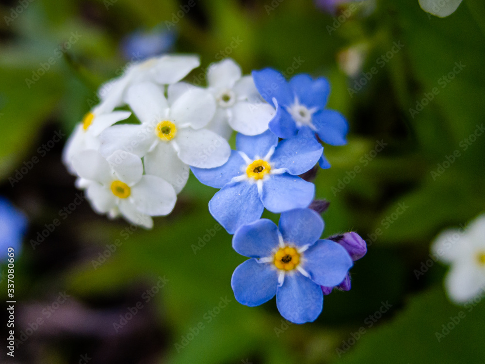 Myosotis-forget me not flower Myosotis-forget me not flower