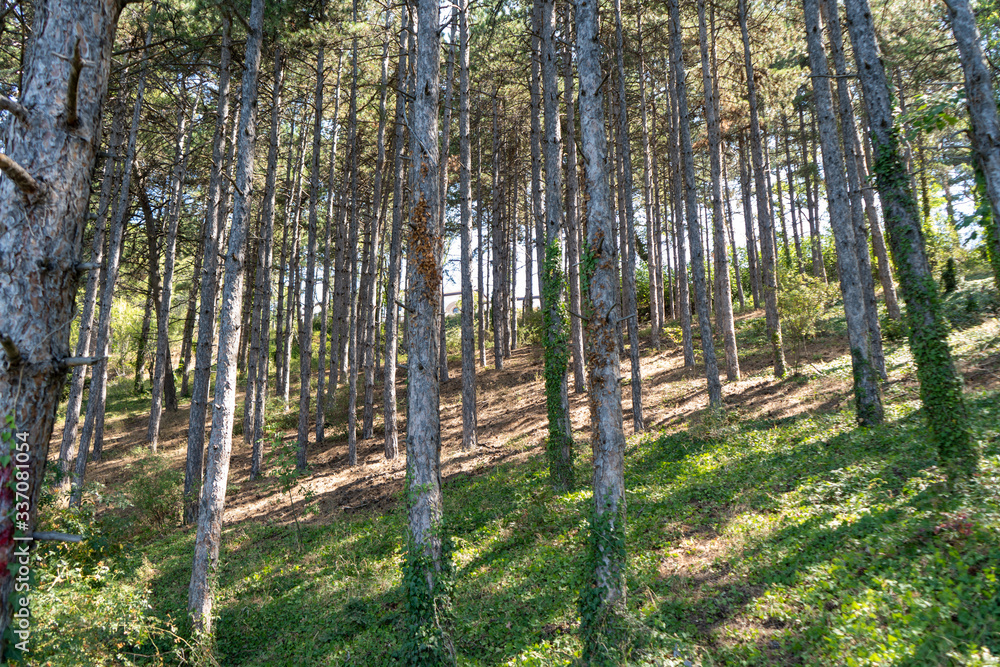 Fototapeta premium Trees of Ohrid, which is UNESCO natural and cultural heritage. North Macedonia, August 2019