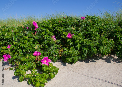 Outer Beach Roses