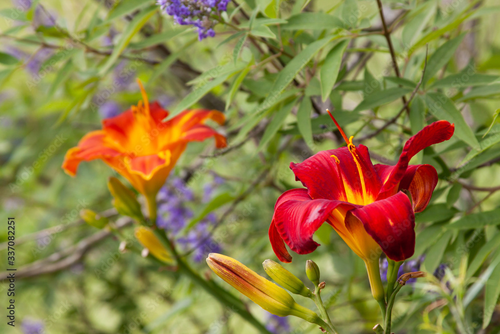 red daylilies and chaste tree red daylilies and chaste tree