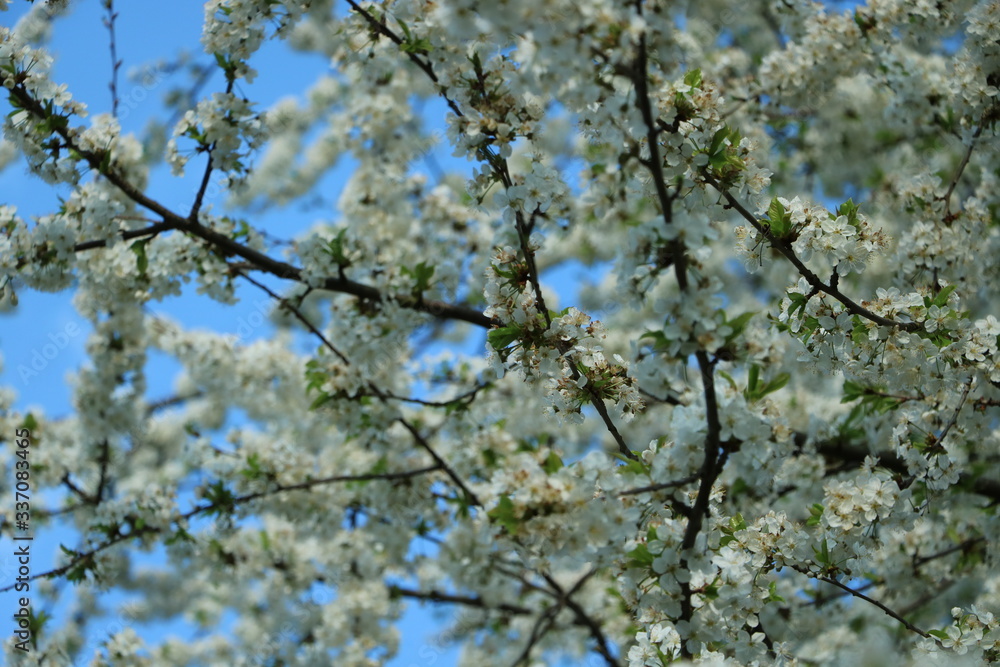 weiße Blumen, weißer Baum, weißer blühender Baum, Cashewblume, Quittenblume, Pflaumenblume, Frühling, Knospe weiße Blumen, weißer Baum, weißer blühender Baum, Cashewblume, Quittenblume, Pflaumenblume, Frühling, Knospe
