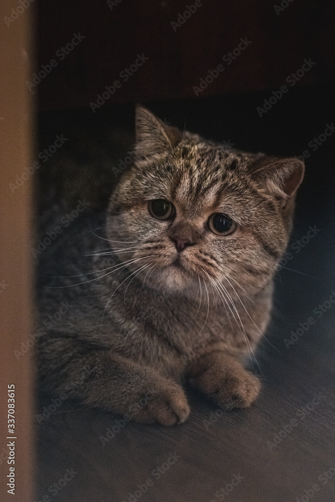 custom made wallpaper toronto digitalgray-silver shorthair adult marbled cat Scottish Straight