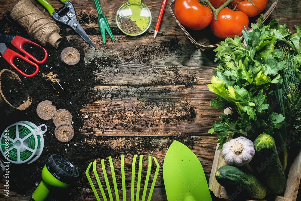 Vegetables harvesting and gardening work tools on wooden table flat lay background with copy space. - obrazy, fototapety, plakaty 