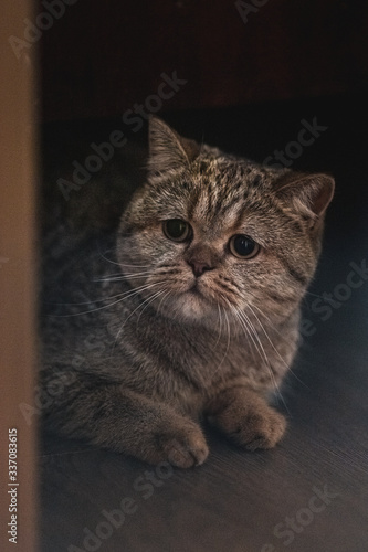Wallpaper Mural gray-silver shorthair adult marbled cat Scottish Straight Torontodigital.ca
