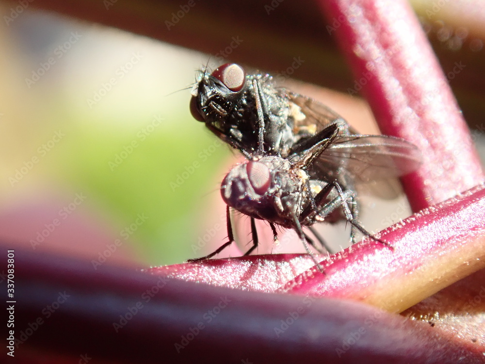 Fototapeta premium macro of a fly