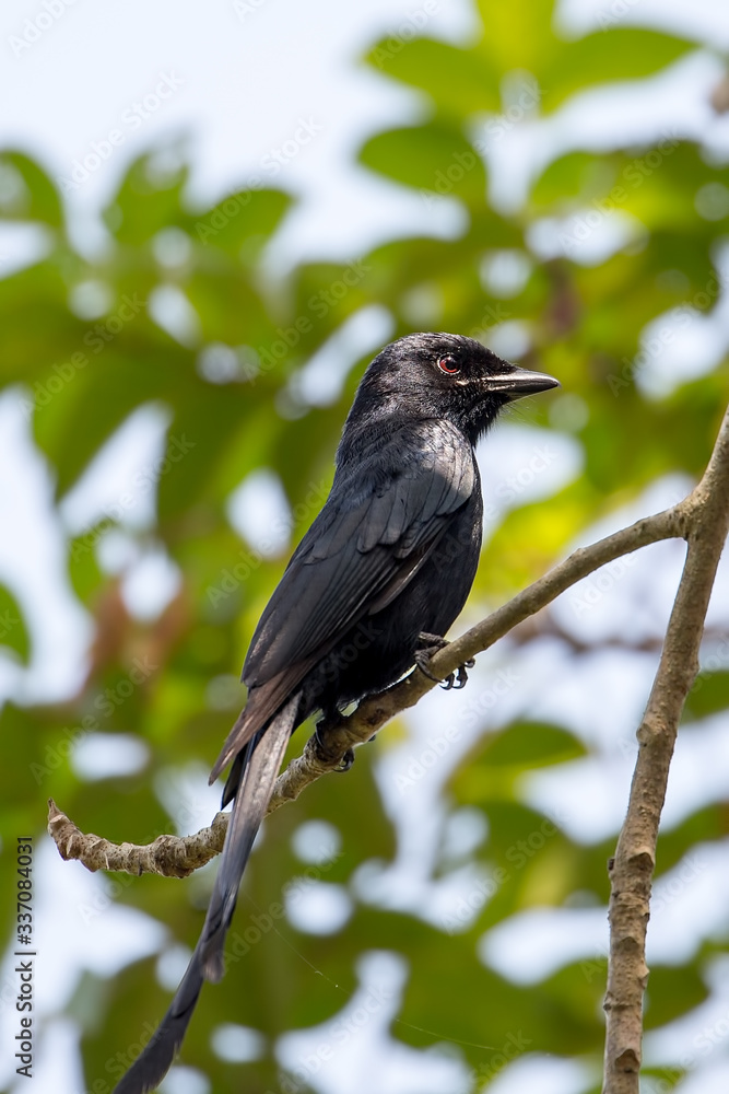 Obraz premium Black drongo on a branch