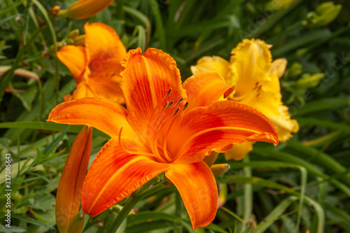 orange yellow daylilies