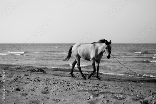 A nice view of a horse in the beach