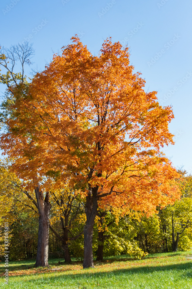 Golden Tree In Sunny Autumn Day