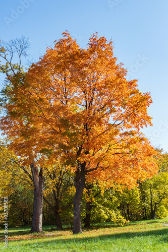 Golden Tree In Sunny Autumn Day