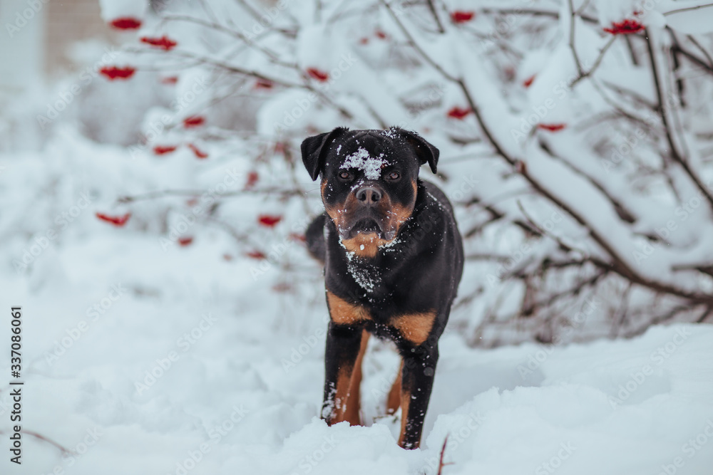 Black Rottweiler dog on a walk in the winter forest Black Rottweiler dog on a walk in the winter forest