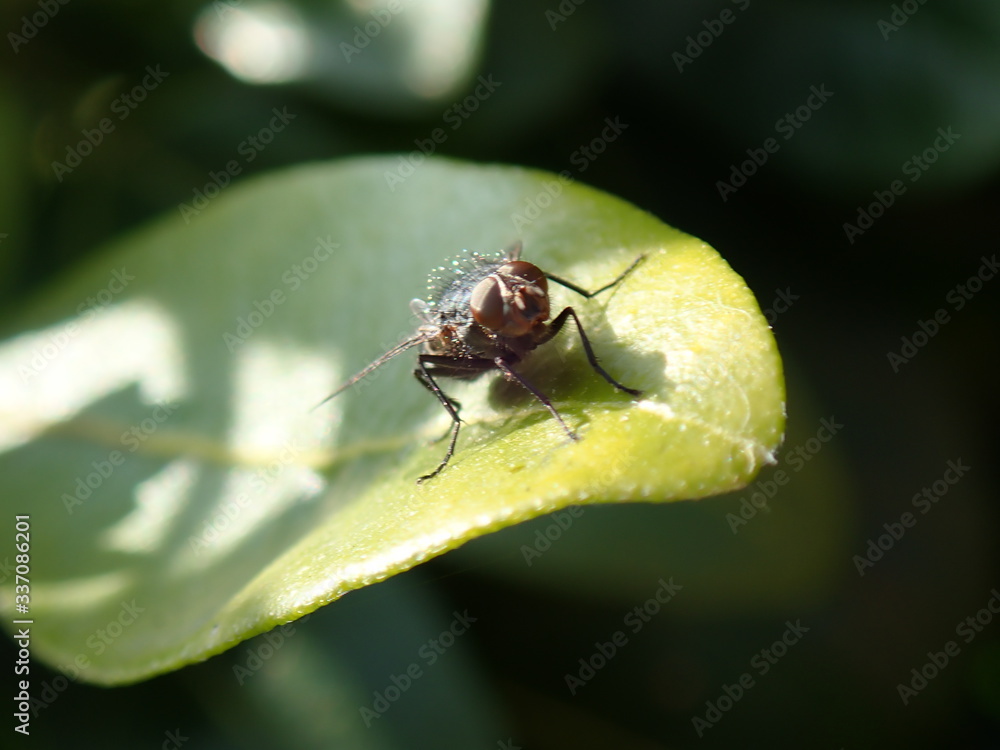fly on leaf fly on leaf