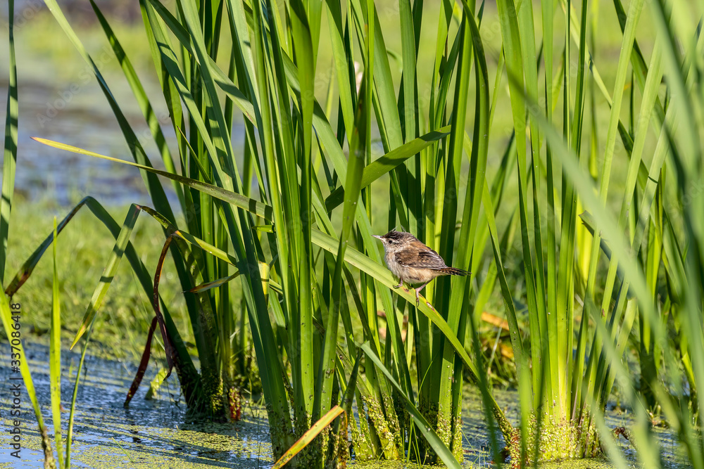 Young Marsh Wren in its natural habitat, coastal stands of reeds and swamps Young Marsh Wren in its natural habitat, coastal stands of reeds and swamps
