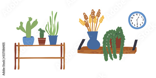 Home various plants set. Various cactus, bowstring hemp in pots on plant table stand, and pampas grass in vase, epipremnum aureum on a wood wall shelf and nearby a wall clock.