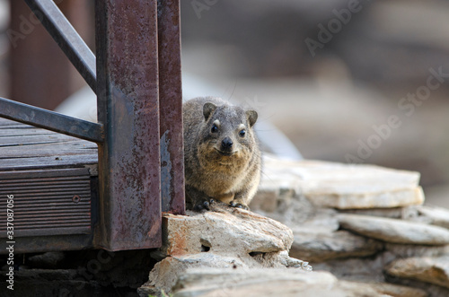 Rock hyrax (dassie) peers around rusted pole, rocks, in Namibia
