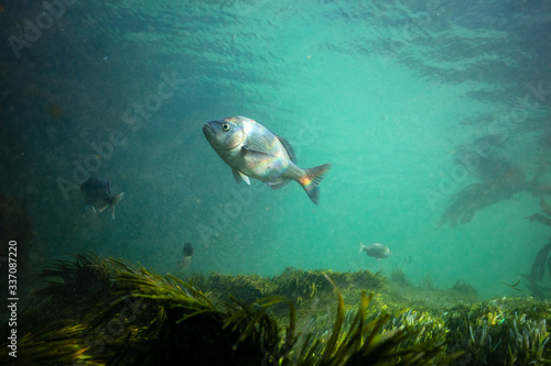 Cape Bream fish over seagrass © Sacha Specker