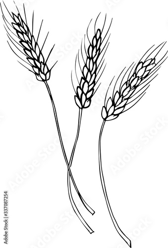 Barley wheatear line on white background vector illustration symbol food healthy farm bread natural grain organic, ear gluten graphic icon agriculture harvest bakery
