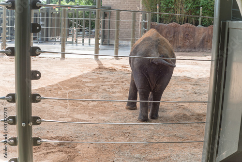 Behind view of medium size elephant walking inside compact space at Houston zoo, Texas, USA photo