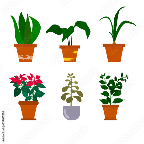 Home plants flat vector set. Collection of different flowers in colorful flowerpots isolated on white background. Green sprouts and decorative houseplants pack. Floriculture, floristry