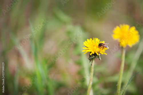 bee on a beautiful flower on a blurred background
