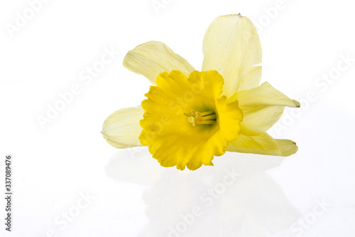 Yellow lily closeup