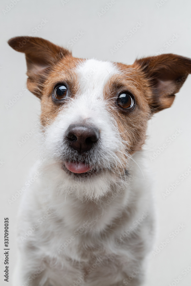 the dog licks lips. Funny jack russell terrier on a light background. Pet at home the dog licks lips. Funny jack russell terrier on a light background. Pet at home